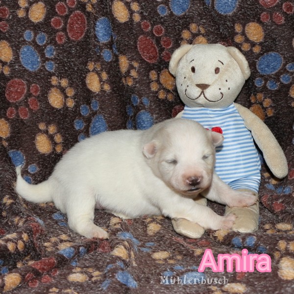Amira vom Mühlenbusch - Canilo Hündin