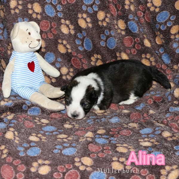 Alina vom Mühlenbusch - Canilo Hündin