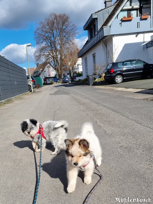 R-Wurf-Straenspaziergang-23-03-15-004