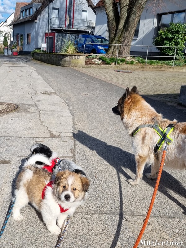 R-Wurf-Straenspaziergang-23-03-15-012