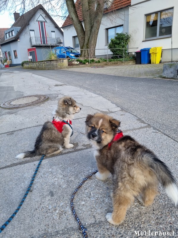 R-Wurf-Straenspaziergang-23-03-15-028