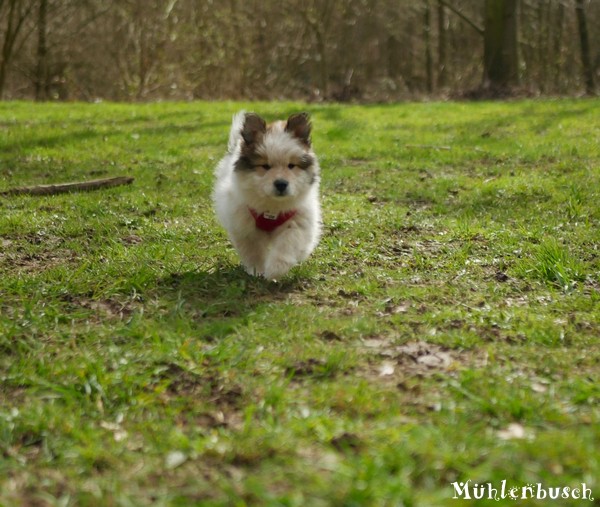 R-Wurf-8-Wochen-23-03-17-008