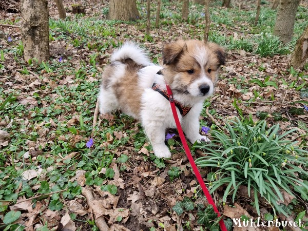 Romeo-Nami-8-Wochen-23-03-17-002