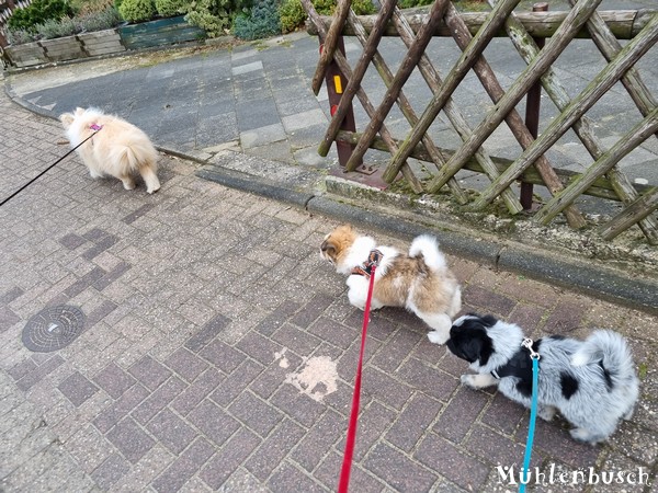 Romeo-Nami-8-Wochen-23-03-17-005