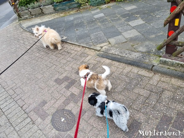 Romeo-Nami-8-Wochen-23-03-17-006