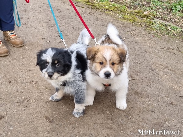 Romeo-Nami-8-Wochen-23-03-17-007