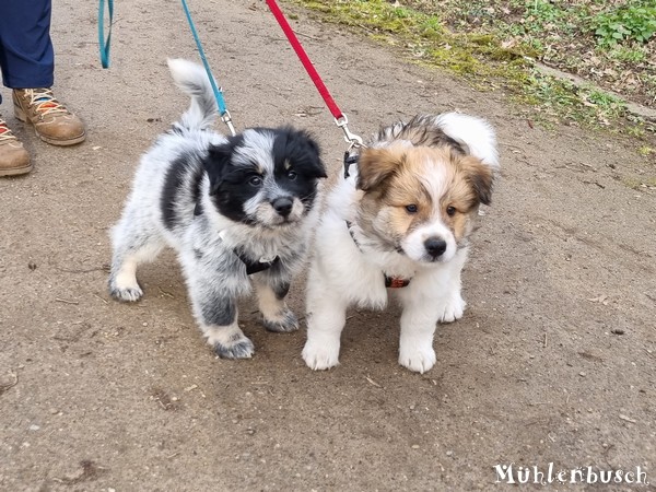 Romeo-Nami-8-Wochen-23-03-17-008