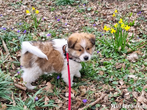 Romeo-Nami-8-Wochen-23-03-17-010