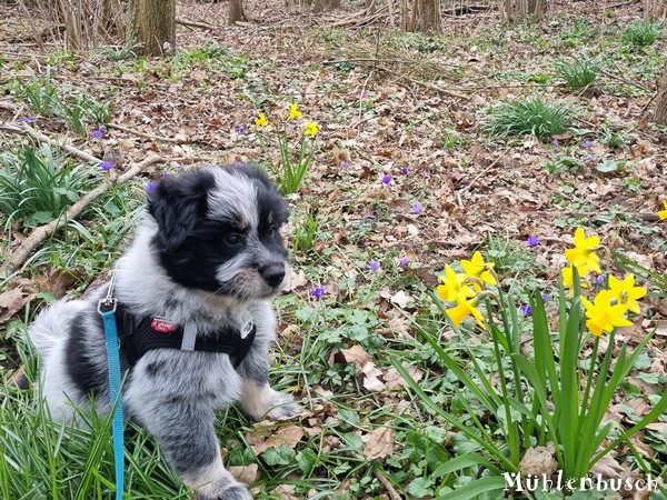 Romeo-Nami-8-Wochen-23-03-17-011