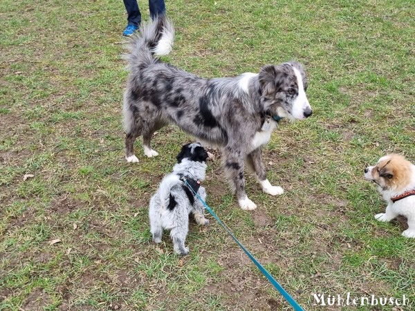 Romeo-Nami-8-Wochen-23-03-17-013