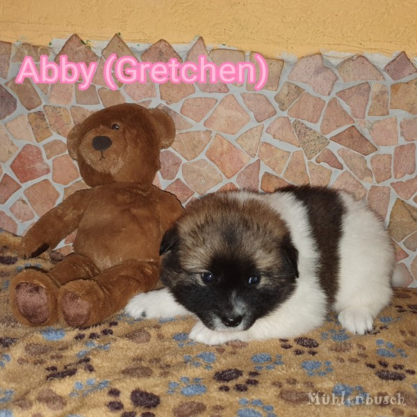 Abby (Gretchen) - Glatthaar Canilo Hündin - Vater Kleinelo und Mutter Canilo