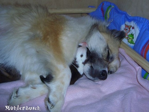 Elo ® glatthaar Hund Anna mit ihrem Elo ® Welpen