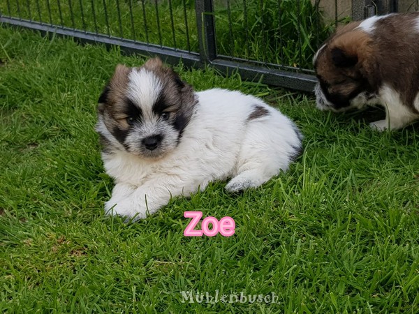Zoe vom Mühlenbusch - Canilo Hündin